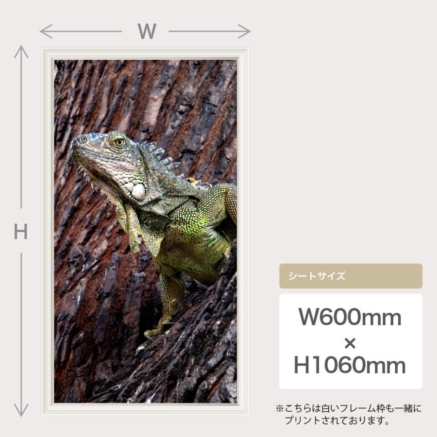イグアナ トカゲ 爬虫類 日本製 フレーム ウォールステッカー 壁紙 写真 ポスター シール Acw 0024 Ktn W Lucca 通販 Yahoo ショッピング