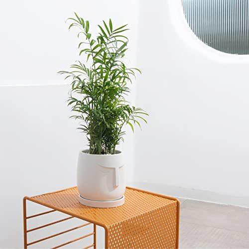 Etoocafe 植木鉢 おしゃれ 鉢 陶器 プランター 陶器鉢 15cm 6号 白 受け皿付き 底穴あり 鉢植え 北欧 観葉植物 インテリア ホワイ S Luce Japan 通販 Yahoo ショッピング