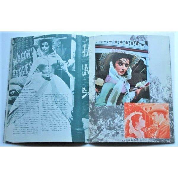 エリザベス・テイラー△愛情の花咲く樹：R版パンフレット