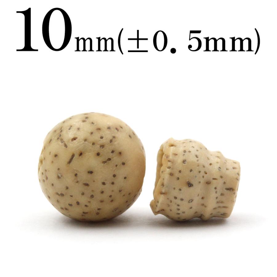 Lucky365 1粒売り 天然石 星月菩提樹 菩提樹の種 親玉・ボサセット