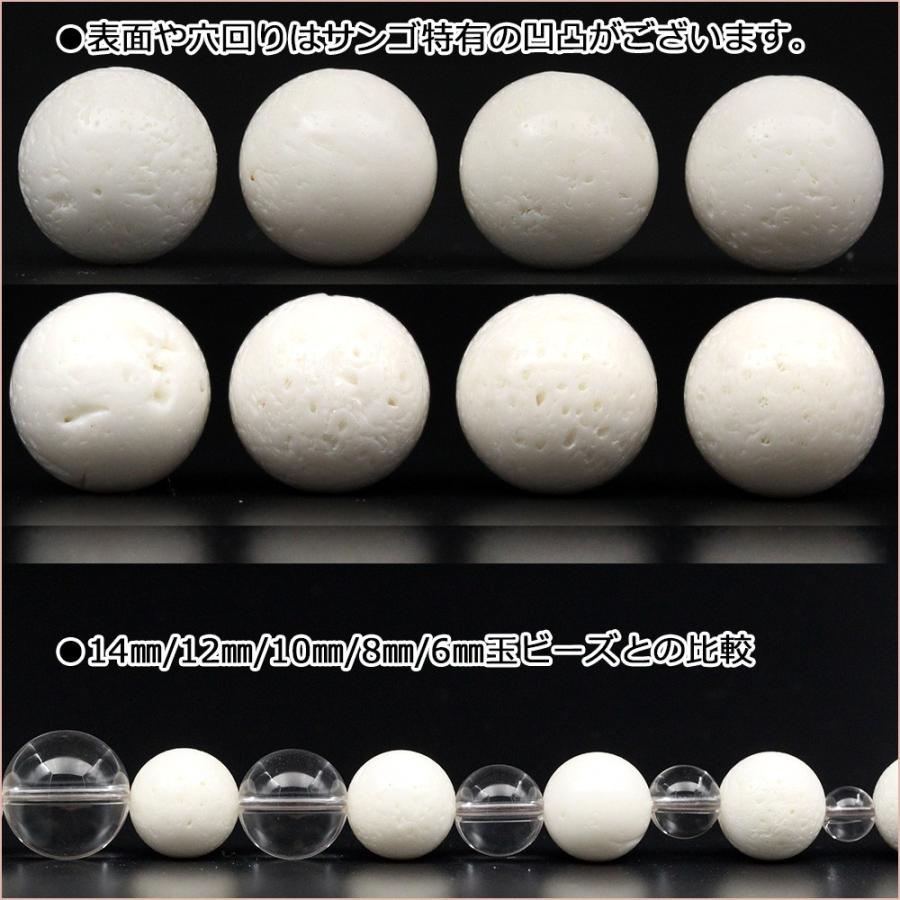 シルキー珊瑚(本物)