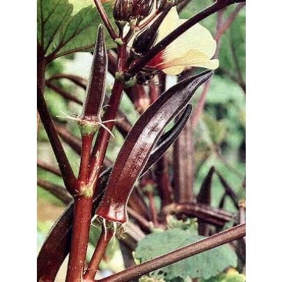 紫オクラ 粒 1002 Luckyseed 通販 Yahoo ショッピング