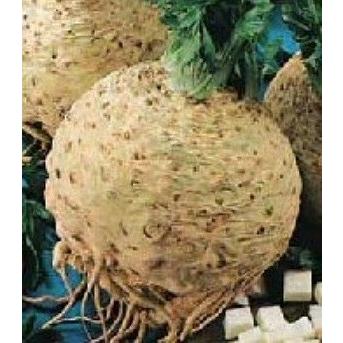 巨大セロリアーク（根セロリ）種 60粒 : Luckyseed - 通販 - Yahoo