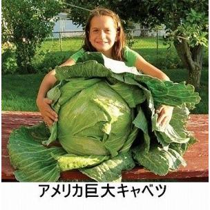 超巨大キャベツ 種 20粒 : Luckyseed - 通販 - Yahoo!ショッピング 超巨大キャベツ 種 20粒 : Luckyseed - 通販 - Yahoo!ショッピング