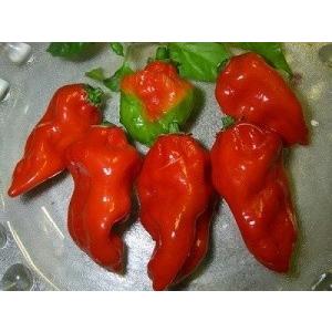 世界で一番辛いインド悪魔唐辛子 ブートジョロキア 種 5粒 16 Luckyseed 通販 Yahoo ショッピング