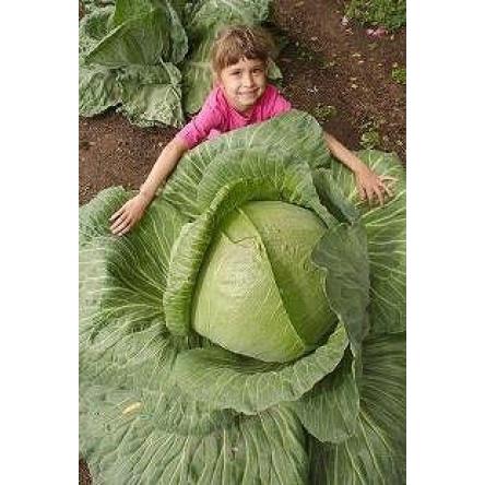 巨大キャベツ 種 20粒 : Luckyseed - 通販 - Yahoo!ショッピング