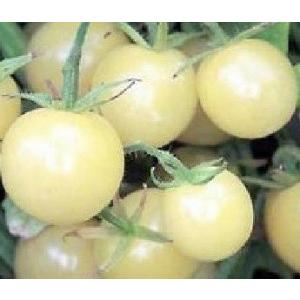 超甘い アイススノー ミニトマト 種 6粒 1801 Luckyseed 通販 Yahoo ショッピング