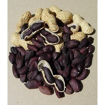 ポリフェノールを多く含む　黒ピーナッツ　種 12粒｜luckyseed｜02