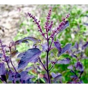 一番効果が高い 赤紫ホーリーバジル クリシュナトゥルシーの種 種 粒 21年入荷分 2915 Luckyseed 通販 Yahoo ショッピング