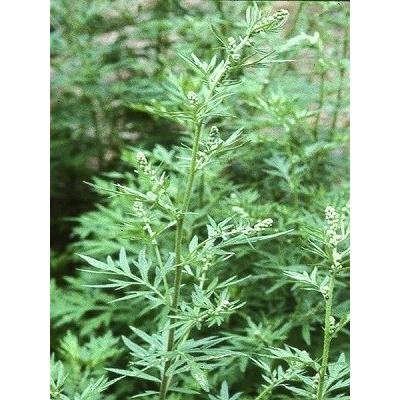 ハーブの女王 ヨモギ 種 60粒 日本産 カズサヨモギ