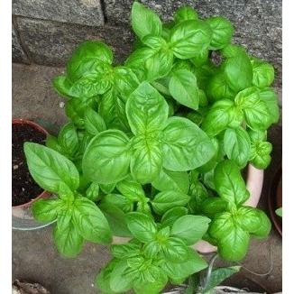 イタリアン バジル(大葉品種) 種 200粒 : Luckyseed - 通販 - Yahoo