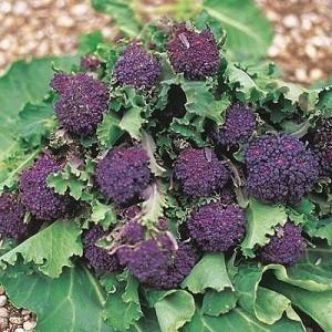 アントシアニンを豊富に含む紫茎ブロッコリー　種 90粒 新品種｜luckyseed｜02