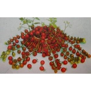 超甘い赤真珠　ミニトマト　 種 18粒