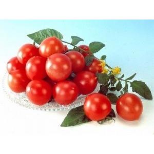 ジョリー　ミニトマト 　種 15粒　優勝品種 　F1品種