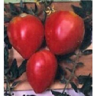 ハート形の 人気商品 赤ベリートマト 種 ★日本の職人技★ 30粒