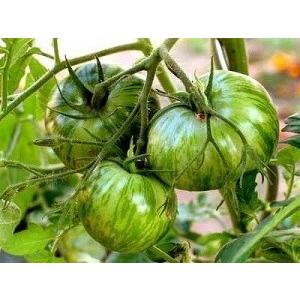 とまと 楽天市場】とまと味噌 (品種)フラガールトマト使用 130g ワンダー