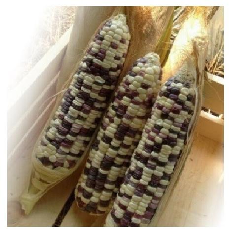 珍しい 紫白とうもろこし 種 48粒 F1品種 : Luckyseed - 通販 - Yahoo