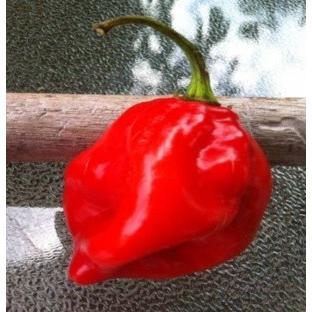 超劇辛 赤ハバネロ 種 18粒 Carevr Jp