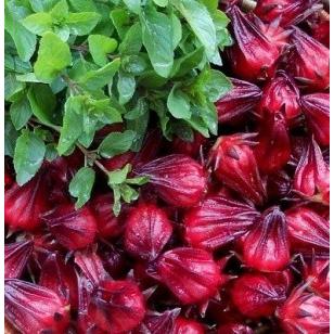 ハイビスカス・ローゼル 種 56粒 : Luckyseed - 通販 - Yahoo!ショッピング