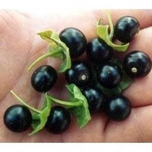 ポリフェノールを豊富に含む健康果物　ハックルベリー 種 60粒｜luckyseed