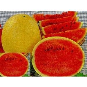 優勝品種 黄金美人スイカ 種 2粒 F1品種 : Luckyseed - 通販