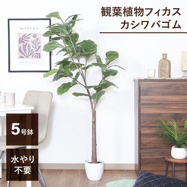 観葉植物 造花 約幅80cm フィカス カシワバゴム 5号鉢対応 52691 インテリアグリーン リビング 店舗 ショップ お店(代引不可)｜luckytail｜02