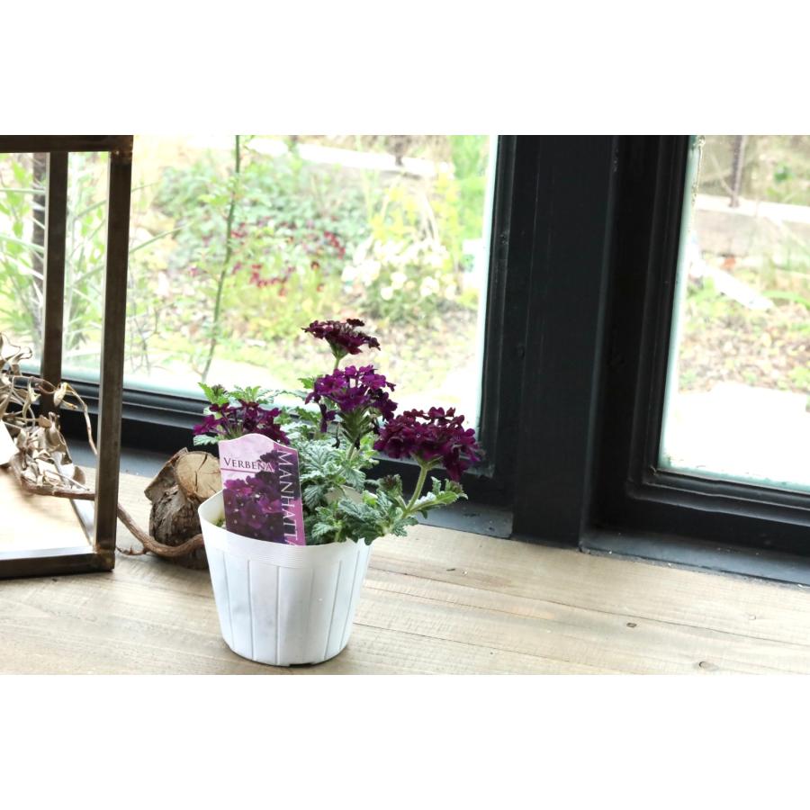 バーベナ マンハッタン pl057LucyGray plants 通販 Yahoo!ショッピング