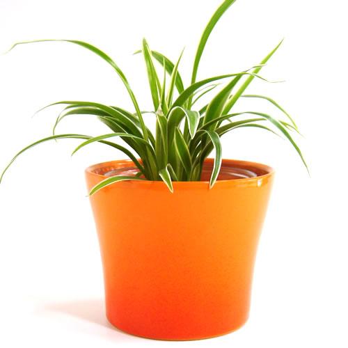 3号用　ドイツ　シューリッヒ(scheurich)社 鉢カバー(プラントカバー)　カクテル　オレンジ　（観葉植物、プランター） | 