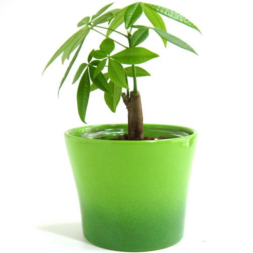 3号用　ドイツ　シューリッヒ(scheurich)社 鉢カバー(プラントカバー)　カクテル　グリーン　（観葉植物、プランター） | 