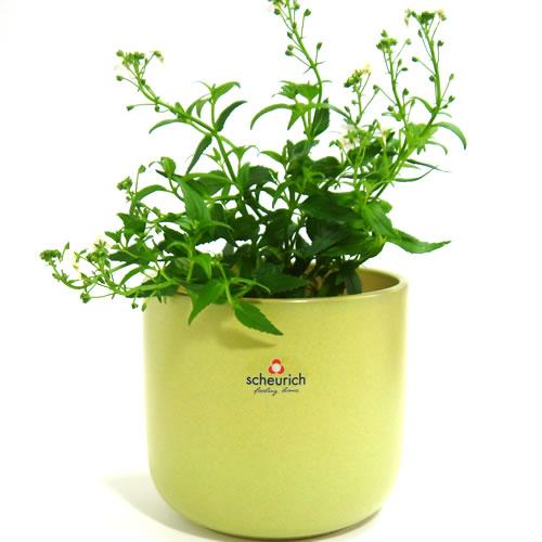 5号用　ドイツ　シューリッヒ(scheurich)社 鉢カバー(プラントカバー)　グレープ　（観葉植物、ハイドロカルチャー） | 