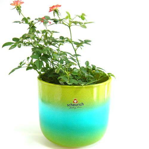 4号用　ドイツ　シューリッヒ(scheurich)社 鉢カバー(プラントカバー)　コリブリ　（観葉植物、ハイドロカルチャー） | 