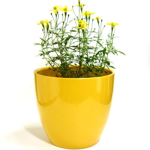 5号用　ドイツ　シューリッヒ(scheurich)社 鉢カバー(プラントカバー)　オカー　（観葉植物、ハイドロカルチャー） | 