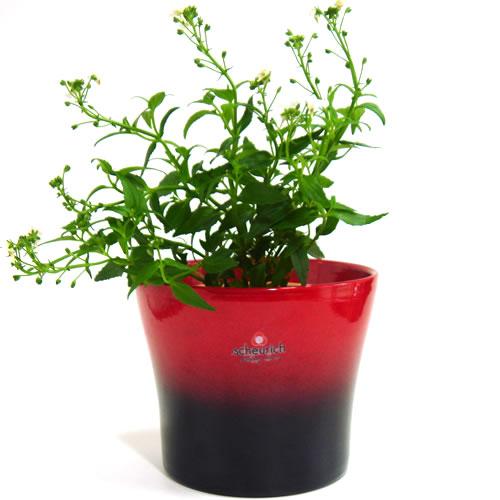 5号用 ドイツ シューリッヒ Scheurich 社 鉢カバー プラントカバー ブラックチェリー 観葉植物 ハイドロカルチャー Sch0025 正規輸入インテリア ルー 通販 Yahoo ショッピング