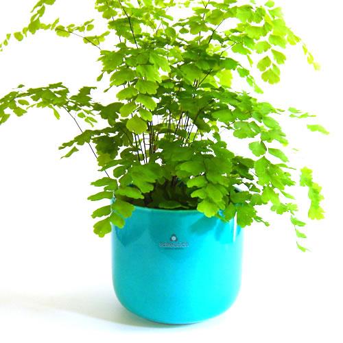 5号用　ドイツ　シューリッヒ(scheurich)社 鉢カバー(プラントカバー)　ターコイズブルー　（観葉植物、ハイドロカルチャー） | 