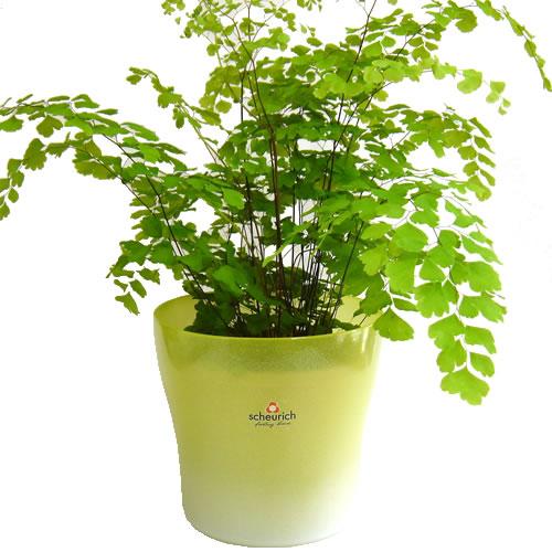 ガラス製　4号用　ドイツ　シューリッヒ(scheurich)社 鉢カバー(プラントカバー)　オペイク　レモン　（観葉植物、ハイドロカルチャー） | 