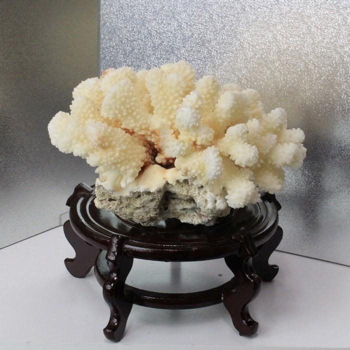 特売ンストア 白珊瑚 置物 インテリア サンゴ コーラル 天然 パワーストーン 正規品セール Hotpandeyuca Com