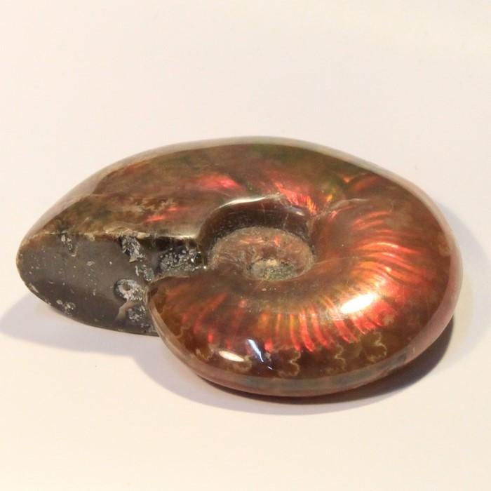 アンモナイト 化石 インテリア 古生物 fossil 原石 置物 古代 開運