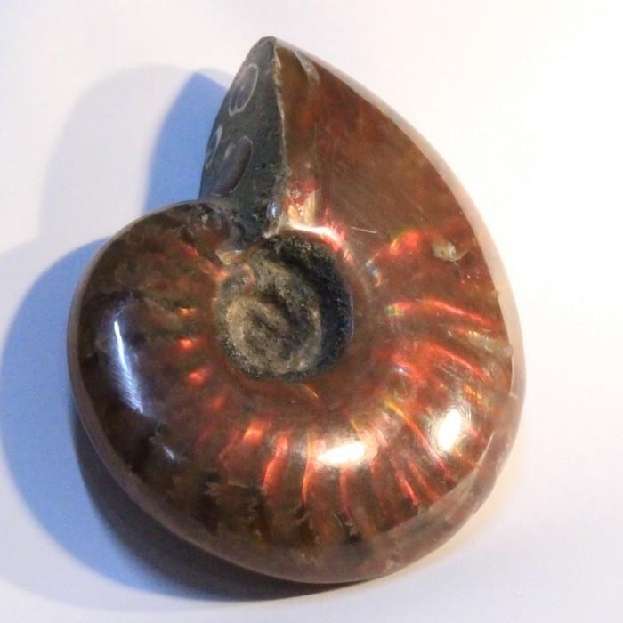アンモナイト 化石 インテリア 古生物 fossil 原石 置物 古代 化石 開運 Ammonite アンモライト レインボー アンモン貝 一点物
