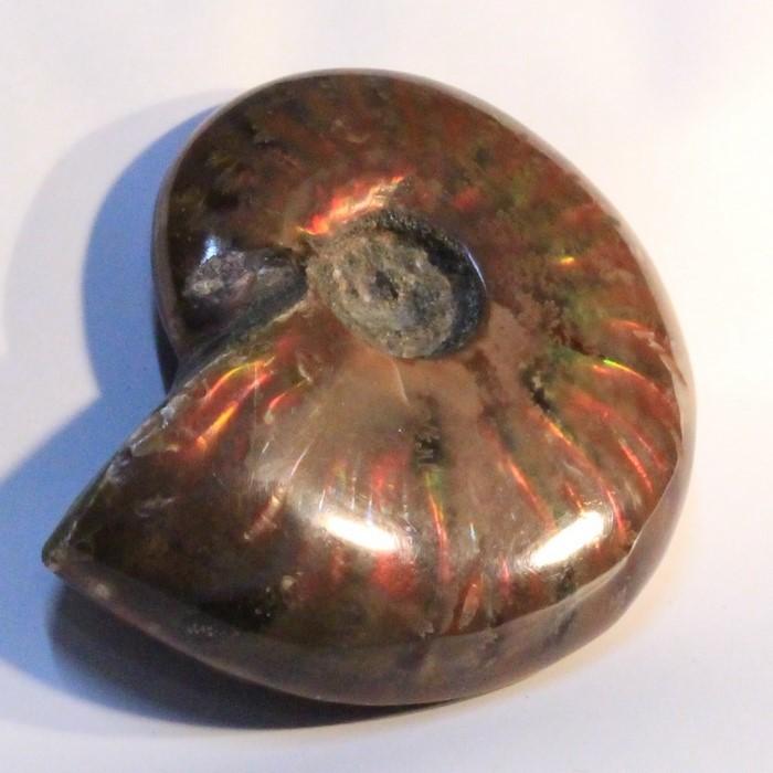 アンモナイト 化石 インテリア 古生物 fossil 原石 置物 古代 化石 開運 Ammonite アンモライト レインボー アンモン貝 一点物_1