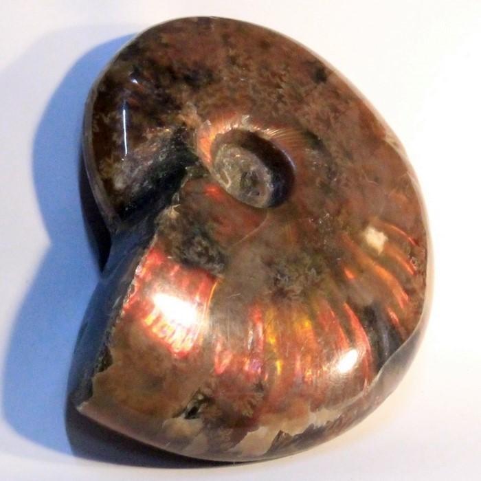 アンモナイト 化石群集 コレクション 原石 自然 置物 歴史資料 古代 標本 アンモナイト 化石群集 コレクション 原石 自然 置物 歴史資料 古代 標本