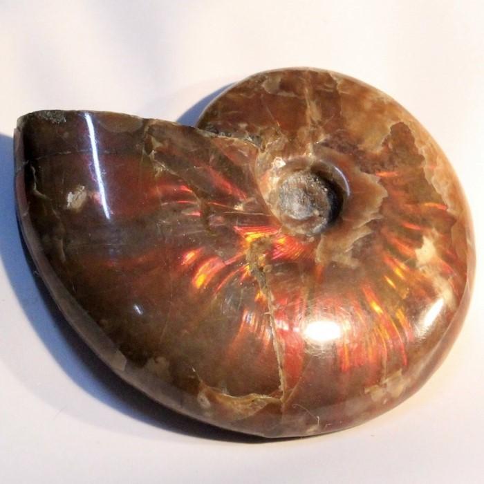 アンモナイト 化石 置物 古代 開運 インテリア 古生物 fossil 原石