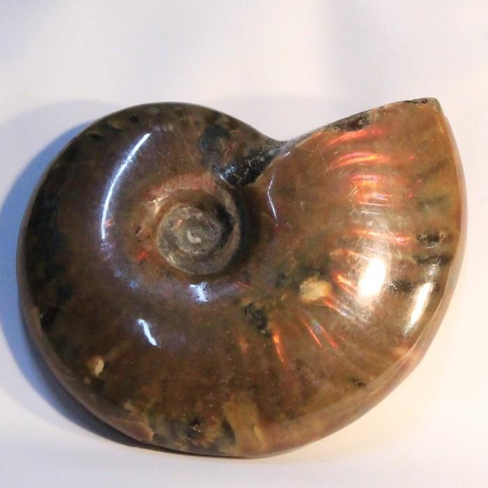 希少 Iridescent「アンモナイト Red Ammonite 化石標本 SCIENCE | Amazon アンティーク 置物 インテリア 標本 化石 アンモナイト 工芸品