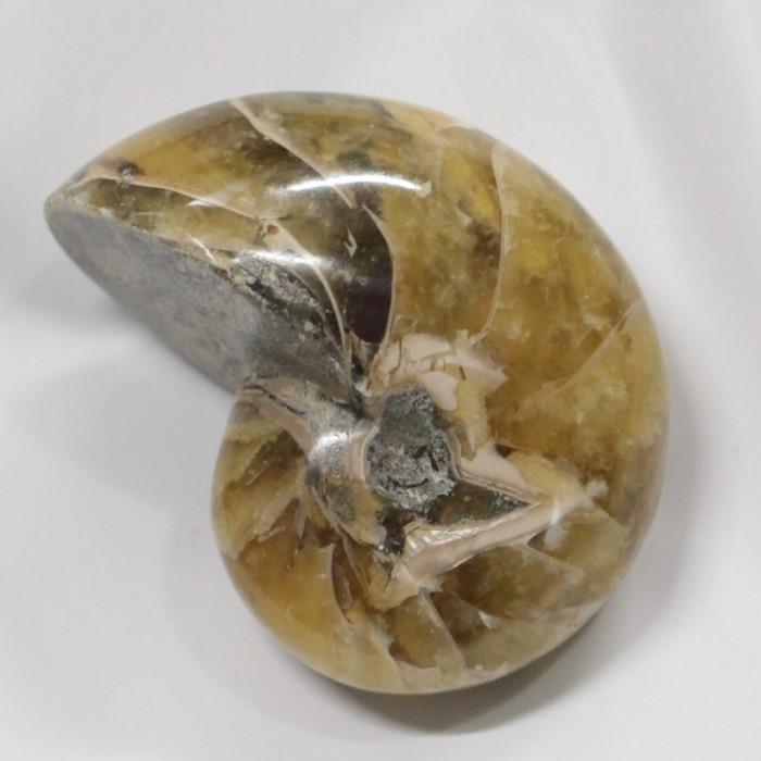 オウムガイ 化石 【安心の一点物】 fossil 原石 置物 石 鉱石 Stone 