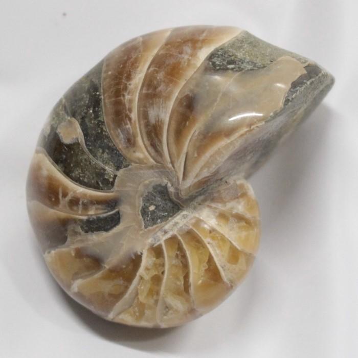 オウムガイ 化石 宝石 原石 置物 鉱石 古生物 標本 生きた化石 fossil