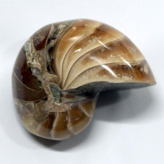 オウムガイ 化石 【安心の一点物】 fossil 原石 置物 石 鉱石 Stone 