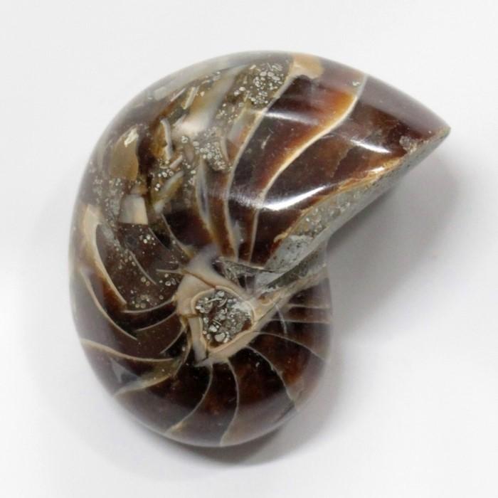 オウムガイ 化石 【レア 1点物】 生きた化石 fossil 原石 置物 石 鉱石