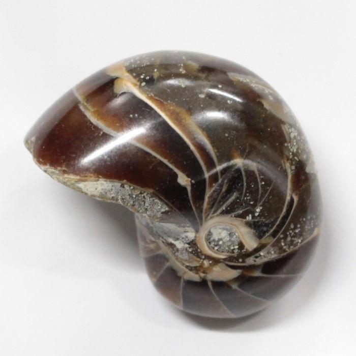 オウムガイ 化石 【レア 1点物】 生きた化石 fossil 原石 置物 石 鉱石