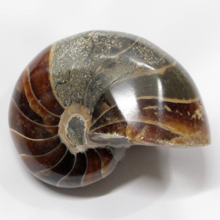 オウムガイ 化石 【一点物 現物】 生きた化石 fossil 原石 置物 石