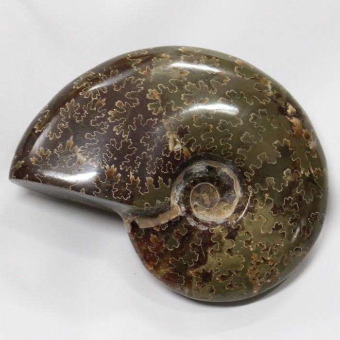 アンモナイト 化石 【レア 1点物】 宝石 原石 置物 鉱石 古生物