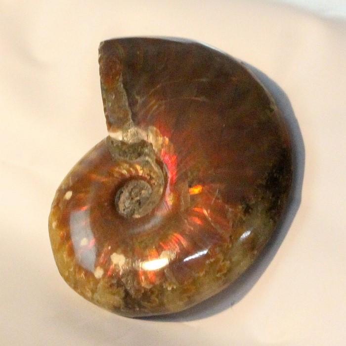 アンモナイト 化石 生きた化石 fossil 原石 置物 石 鉱石 Stone 古生物